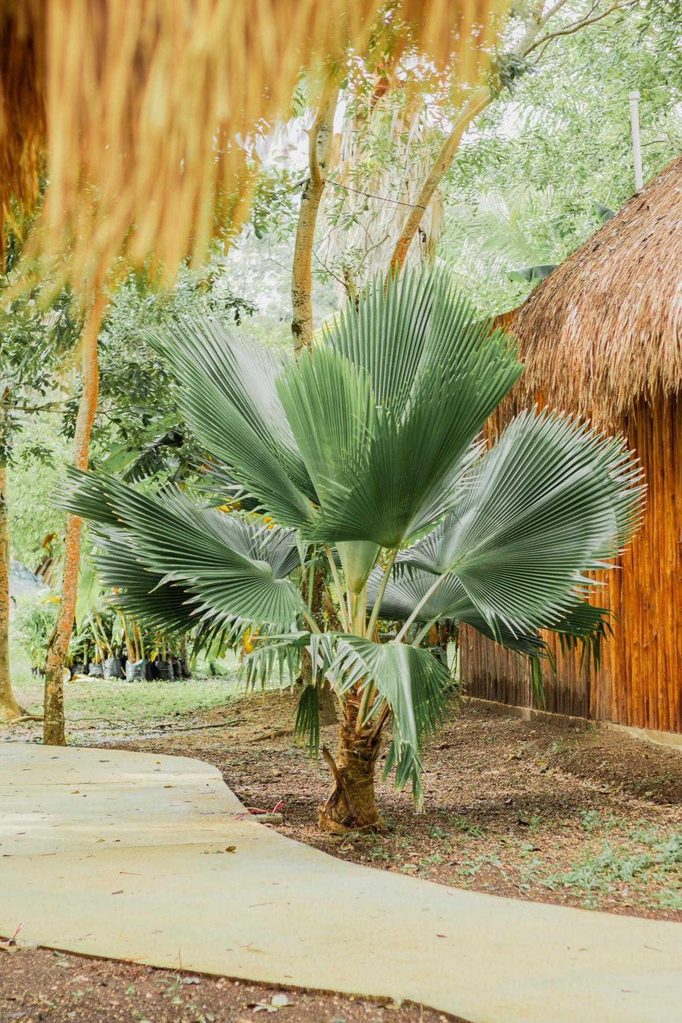 Mayan Playa บากาลาร์ ภายนอก รูปภาพ